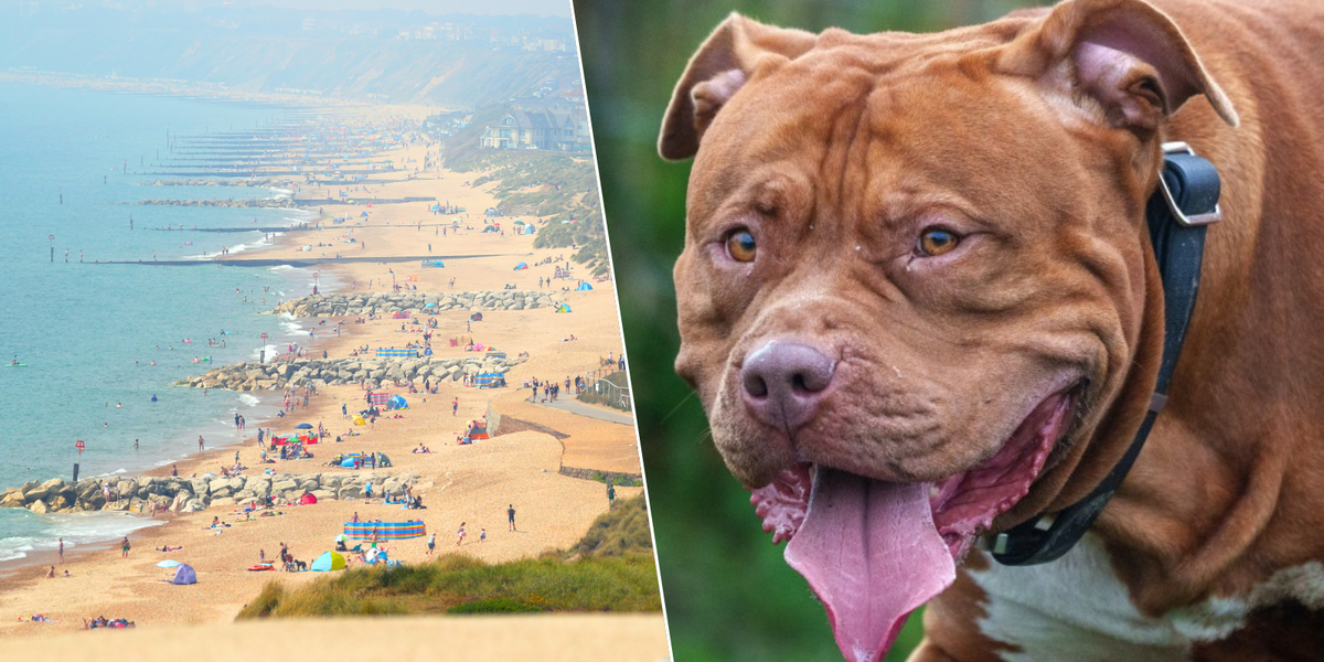 NextImg:XL Bully dog owners to hold mass meet up in protest at 'discrimination' against breed