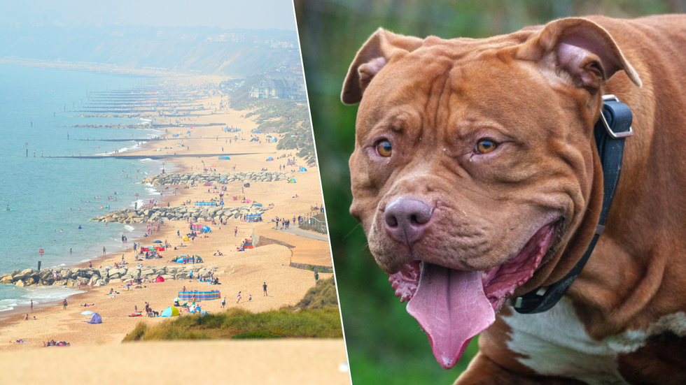 Hengistbury Head/XL Bully