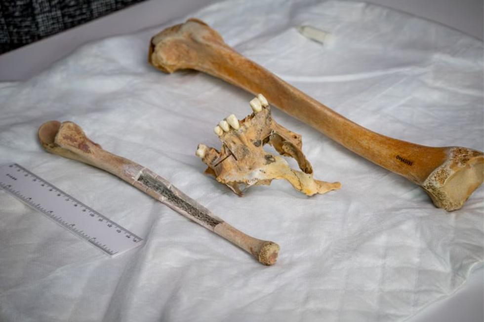 Henry Goodsell bones