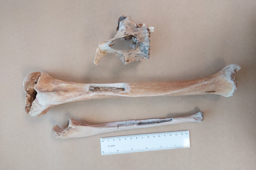 Henry Goodsell bones
