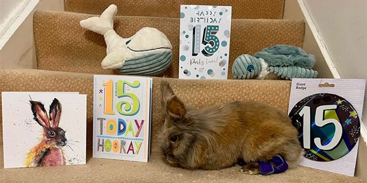 Bunny called Herbie officially recognised as oldest living rabbit in world Bunny called Herbie officially recognised as oldest living rabbit in world