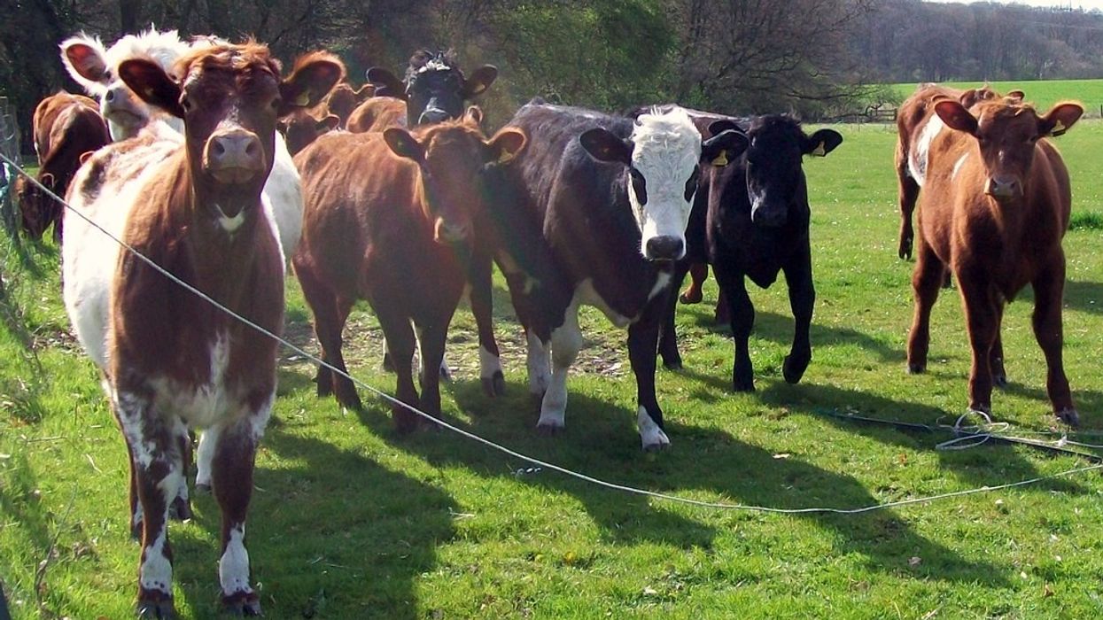 Herd of cows (stock)