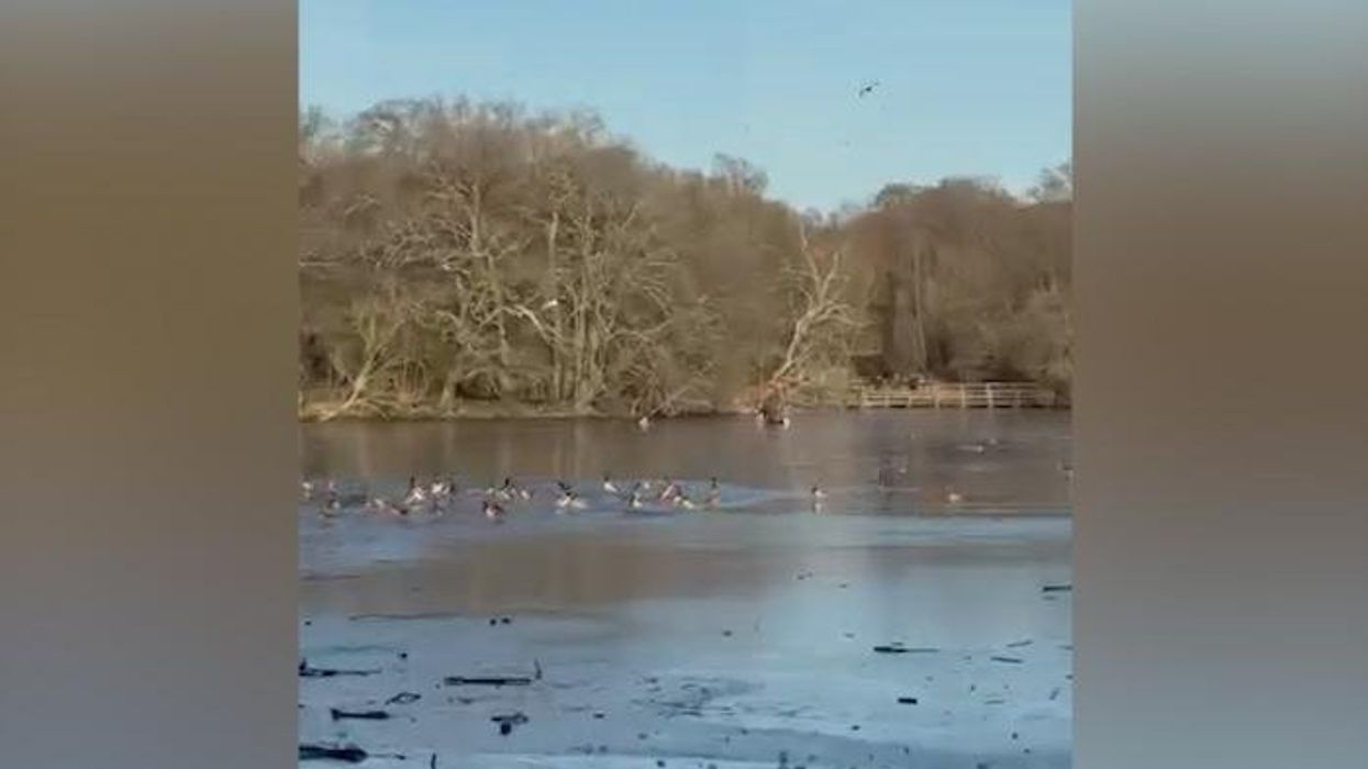 Watch: Hero dives into frozen lake to rescue dog walker who became stuck attempting to save pet