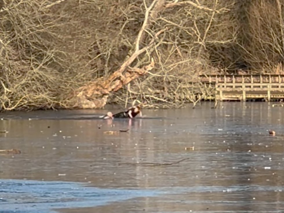 hero dives into frozen lake to save man and dog