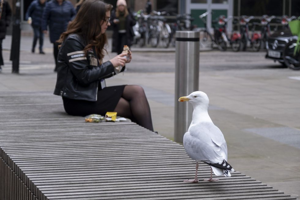 Herring Gull