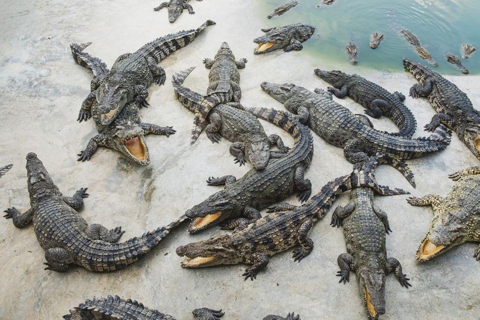 High Angle View Of Group Of Crocodiles