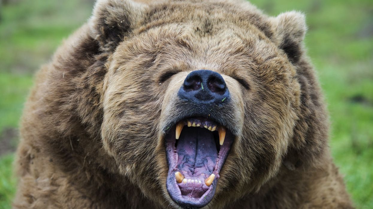 Hikers and their dog mauled to death by Grizzly Bear as rescuers unable to reach them due to bad weather