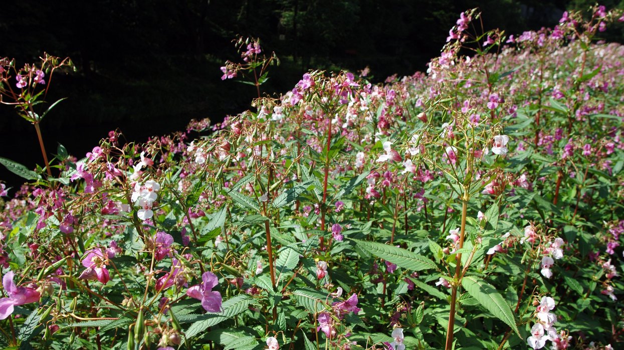 Himalayan balsam