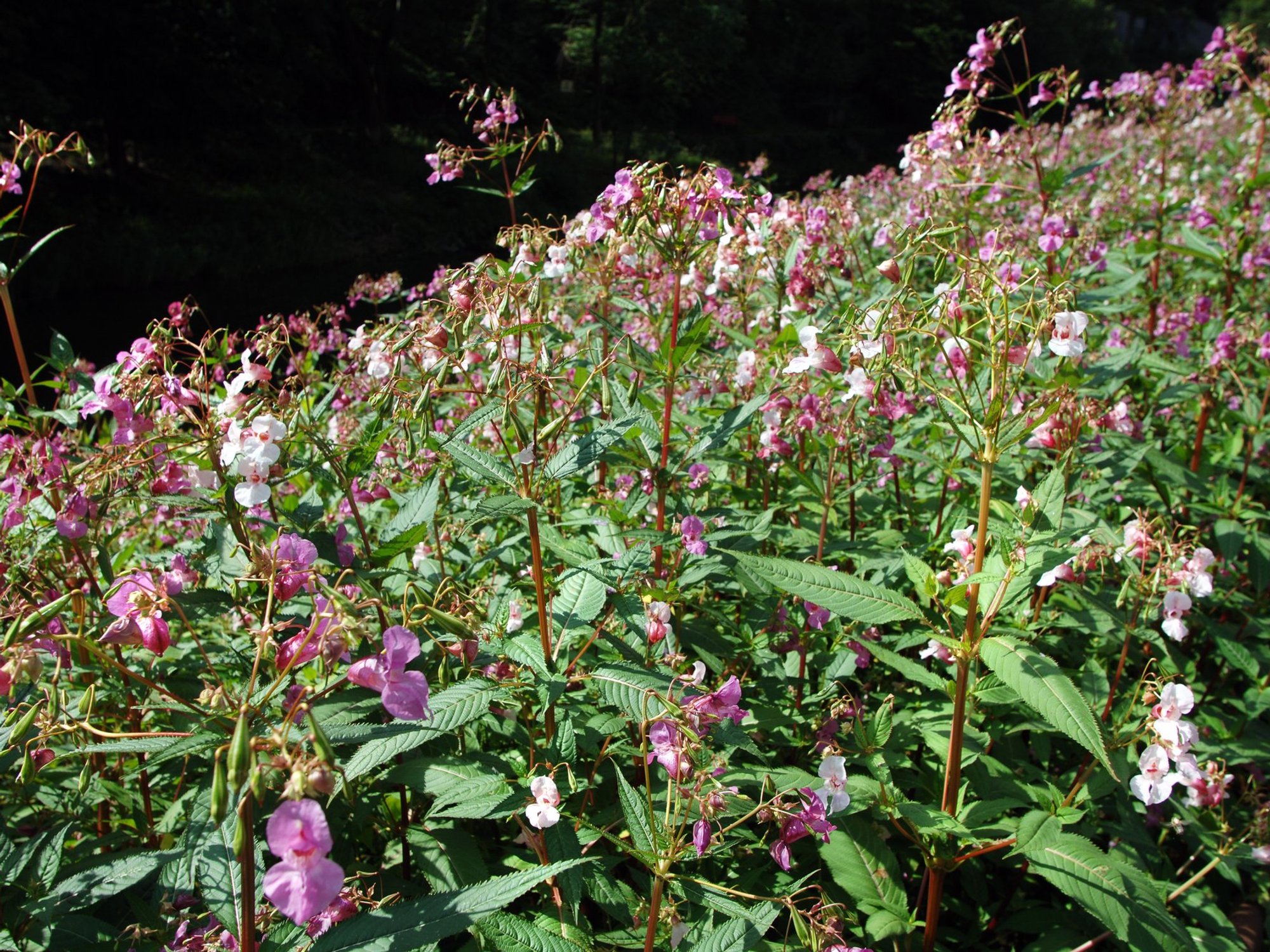 Himalayan balsam