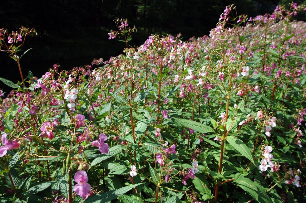 Himalayan balsam