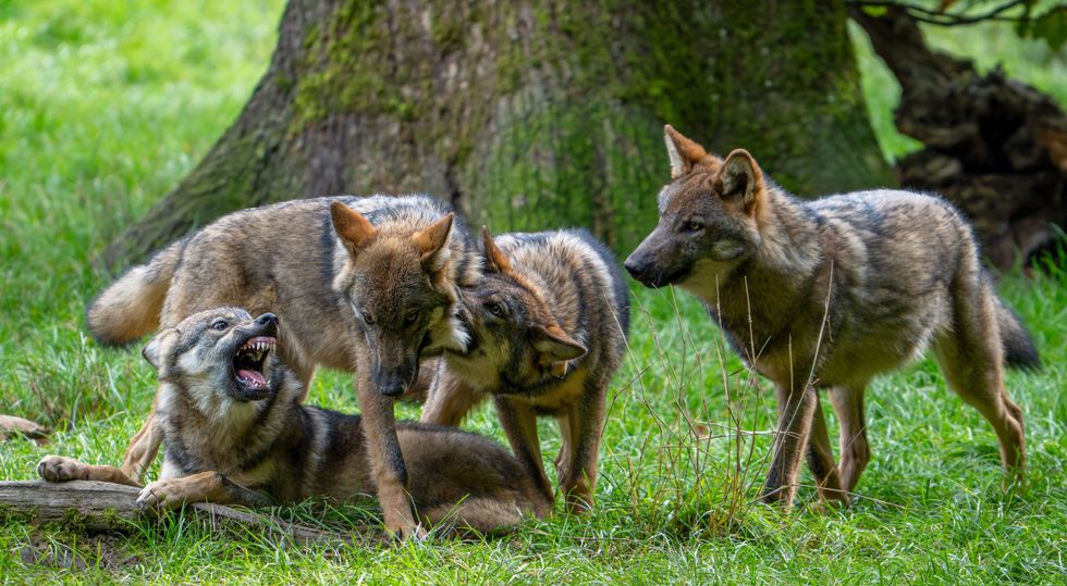 Himalayan wolf
