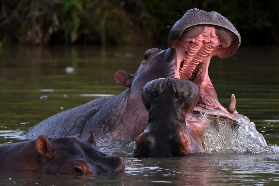 Hippos descending from those brought over by Pablo Escobar in the 1980s