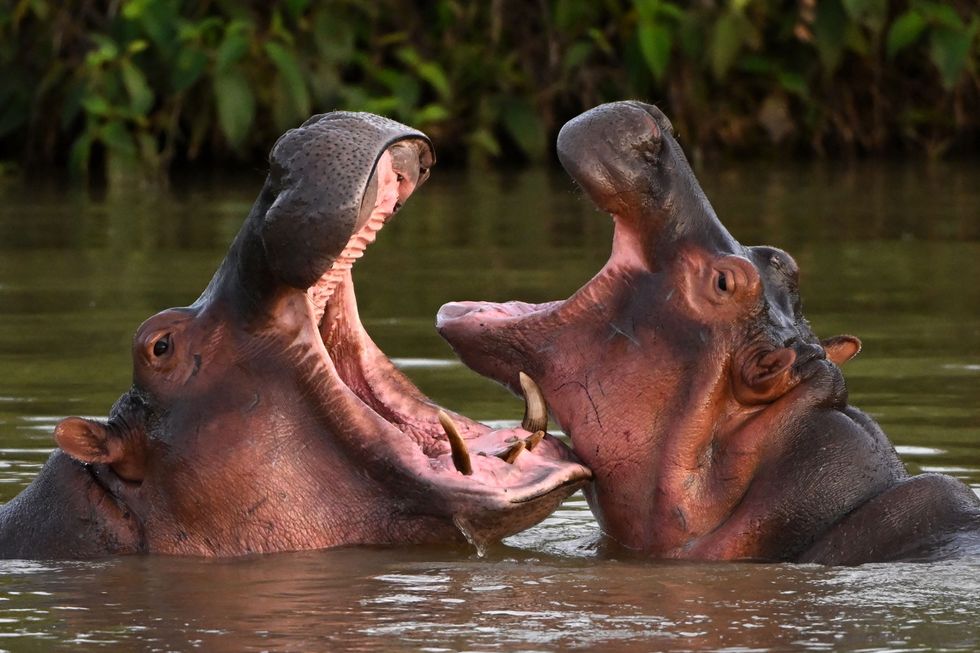 Hippos descending from those brought over by Pablo Escobar in the 1980s