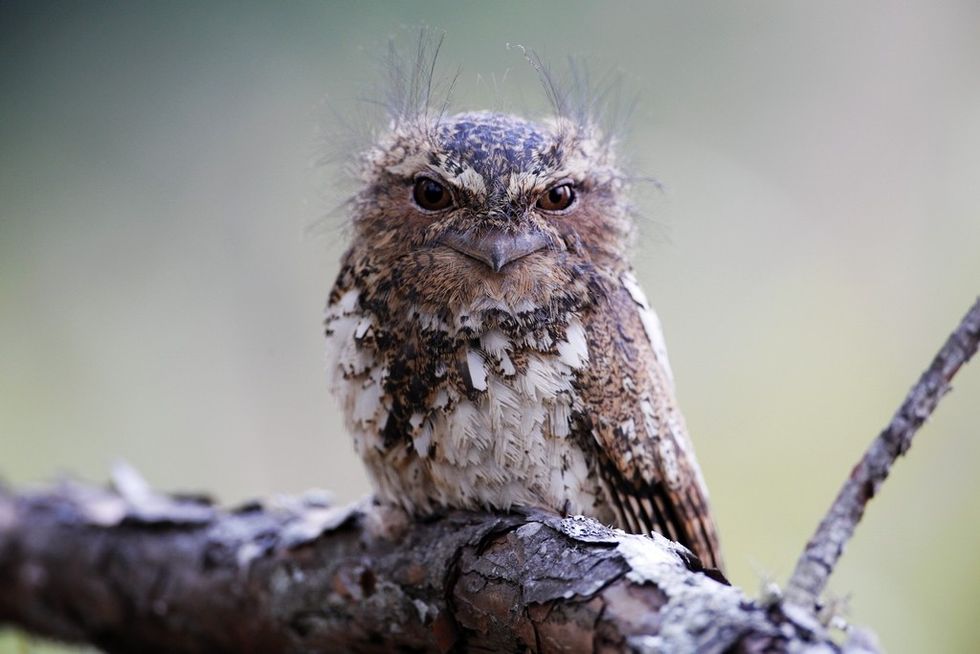 Hodgson\u2019s Frogmouth