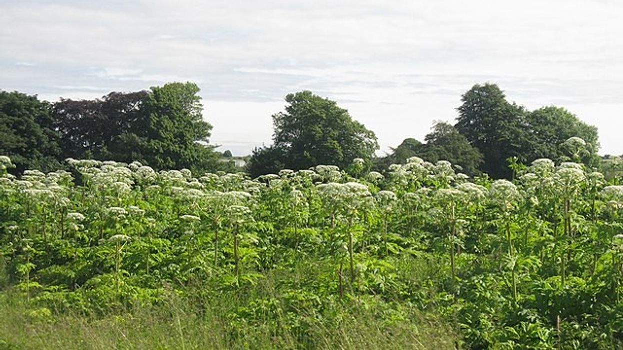 Hogweed