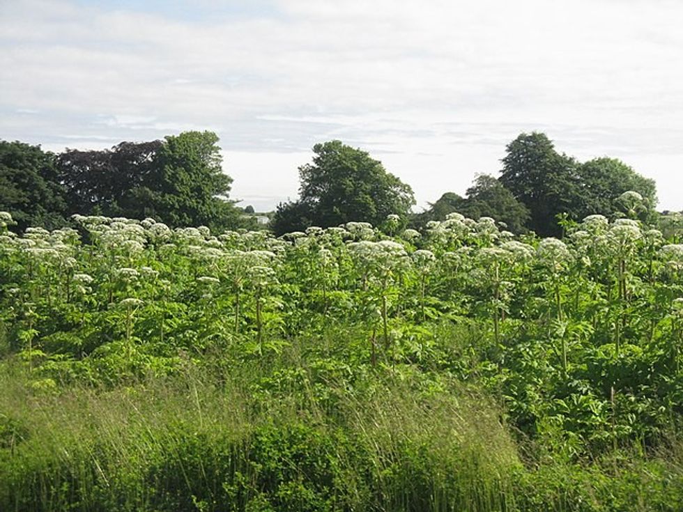 Hogweed