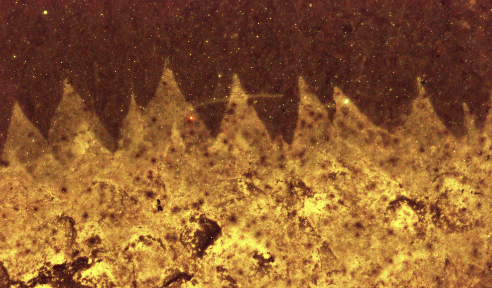 Hollow triangular spines protrude from the margin of a Shishania specimen