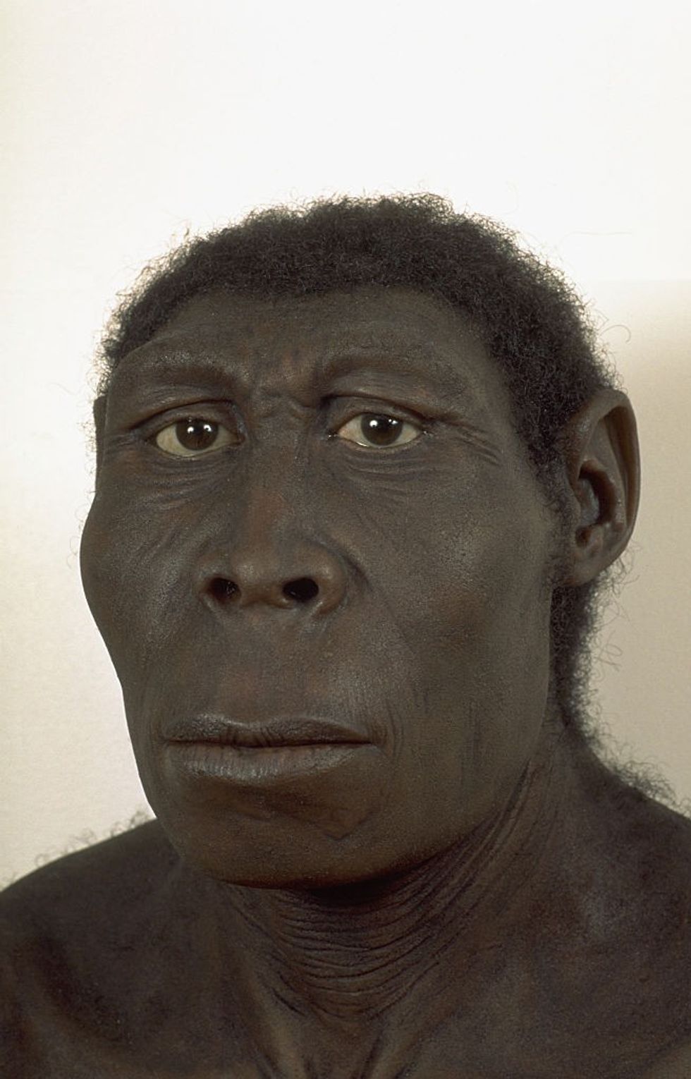 Homo erectus