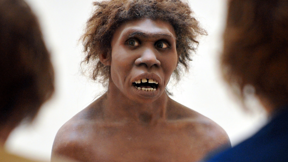 Homo erectus