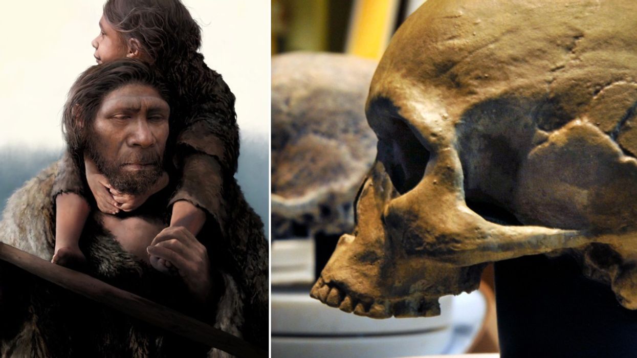Homo Sapiens skull and Neanderthal artist impression