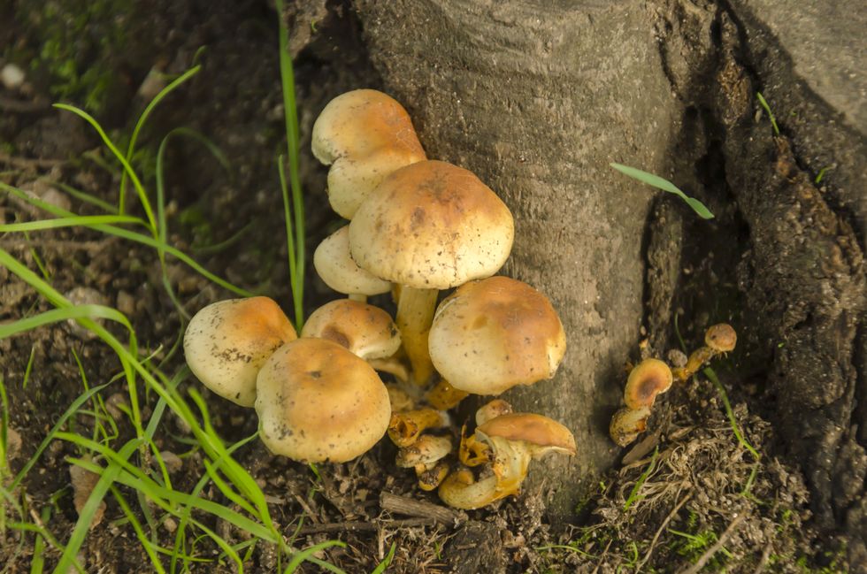 Honey fungus at root of tree