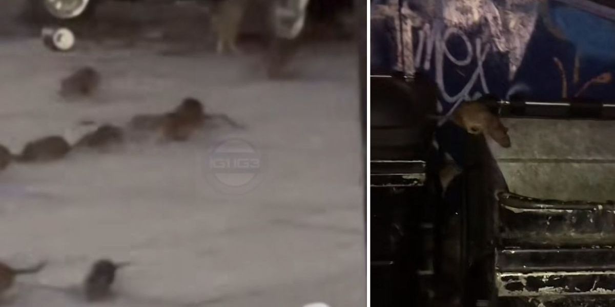 NextImg:Dozens of rats swarm London street after crawling out of bins in horrifying video