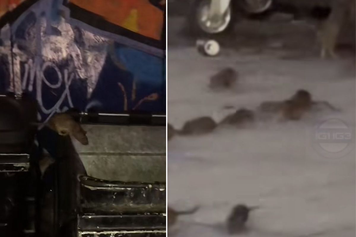 Horrifying video footage has shown dozens of rats crawling out of bins in East London as rodents continue to wreak havoc across the capital