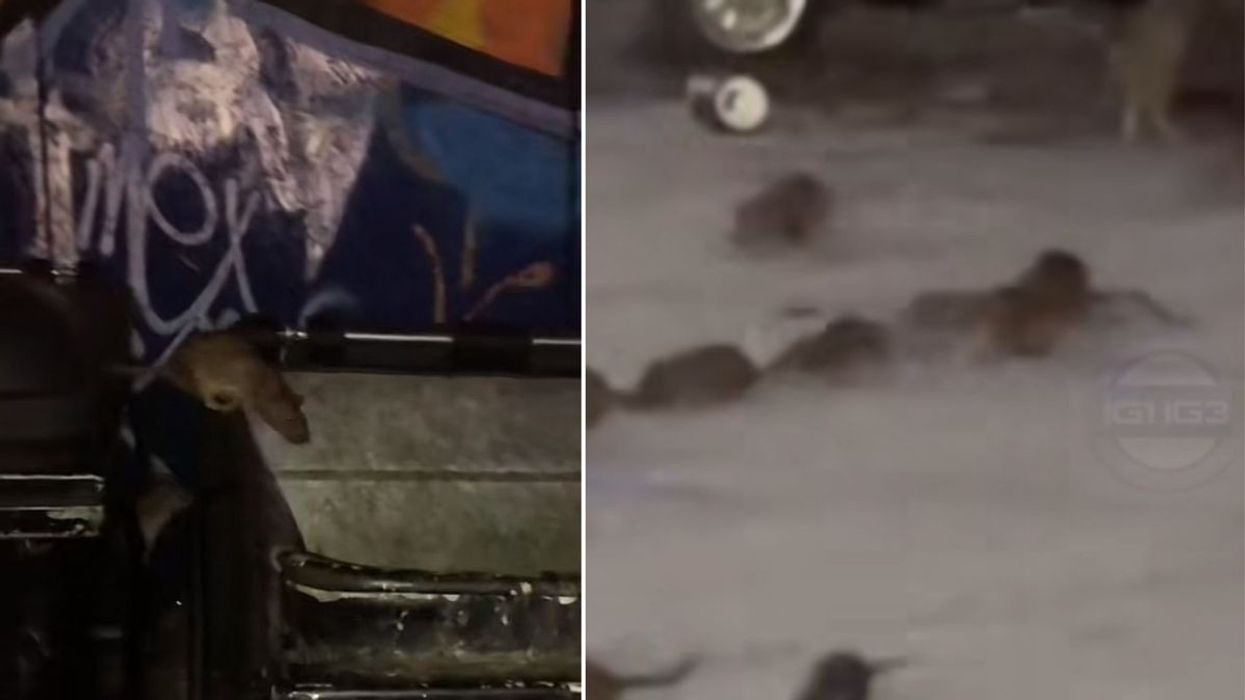 Horrifying video footage has shown dozens of rats crawling out of bins in East London as rodents continue to wreak havoc across the capital