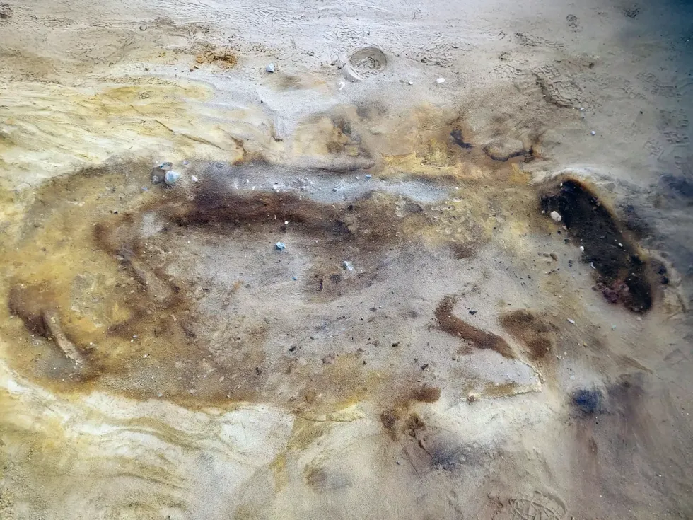 Horse remains at the Leiston archaoelogical site