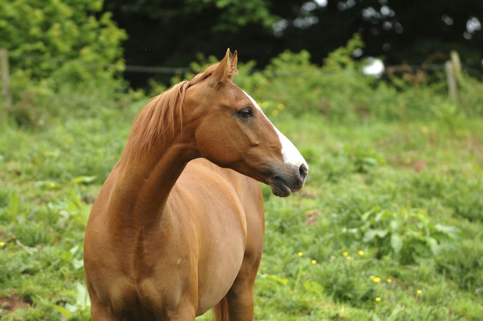 Horse
