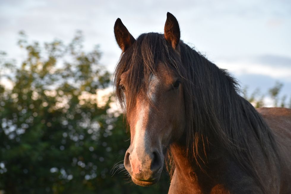 Horse