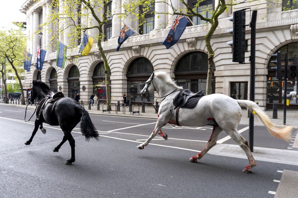 Horses on the road in central London\u200b