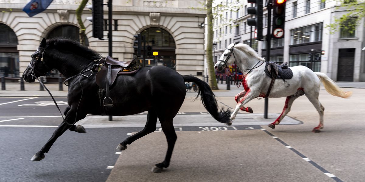 NextImg:Five horses on the loose running through central London with one 'covered in blood' and smashing into vehicles