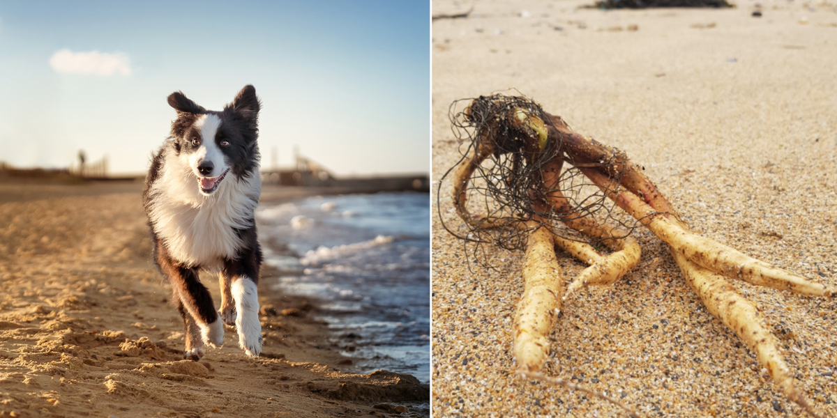 NextImg:Dog owners warned of DEADLY plant worse than Japanese knotweed after four pets die as poisonous vegetation found on UK shores