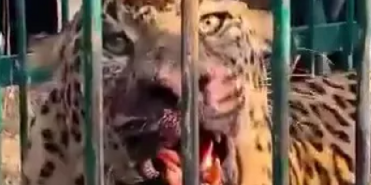 NextImg:Toddler, 2, mauled to death by leopard in his back garden after huge beast attacked village