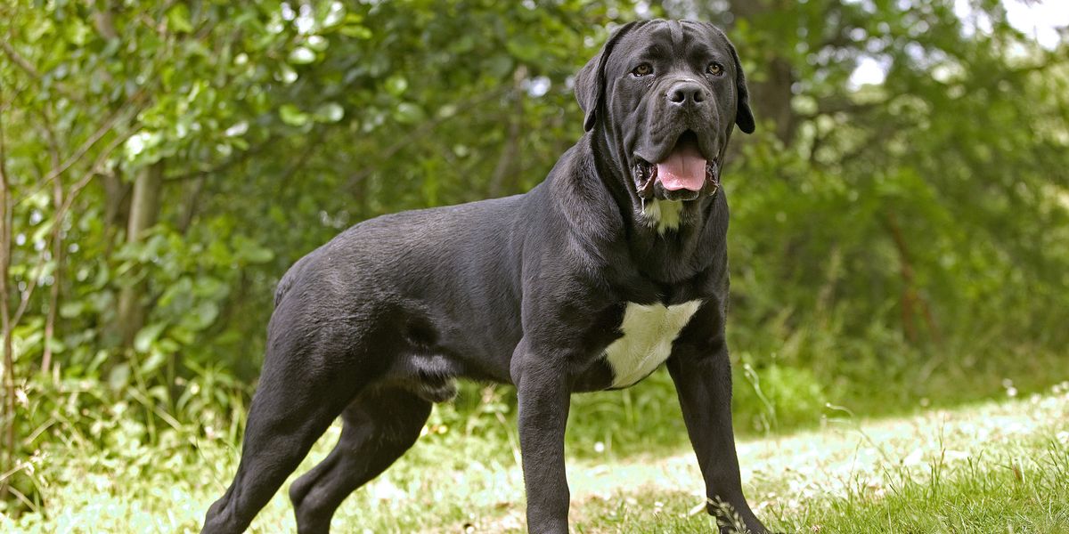 NextImg:Two women in hospital less than 24 hours apart after 'Cane Corso hounds turned on them during dog fights'