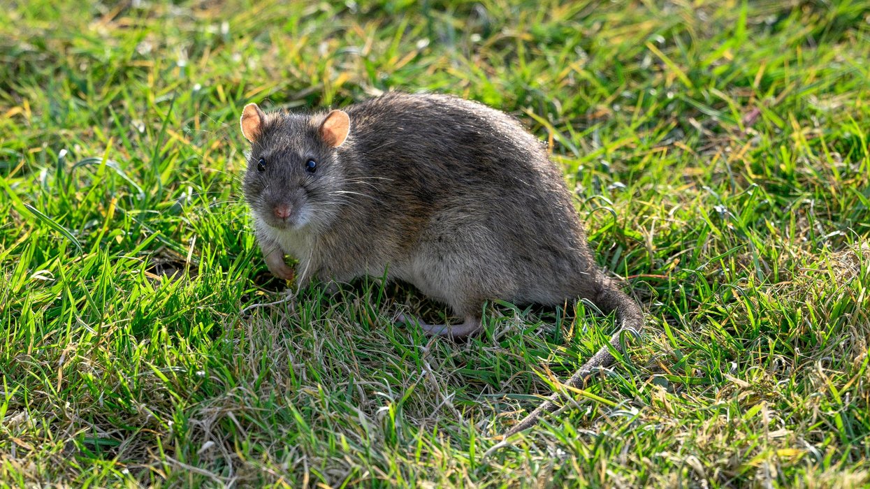 Hot summer and winter dredging brings surge in rat infestations across Britain