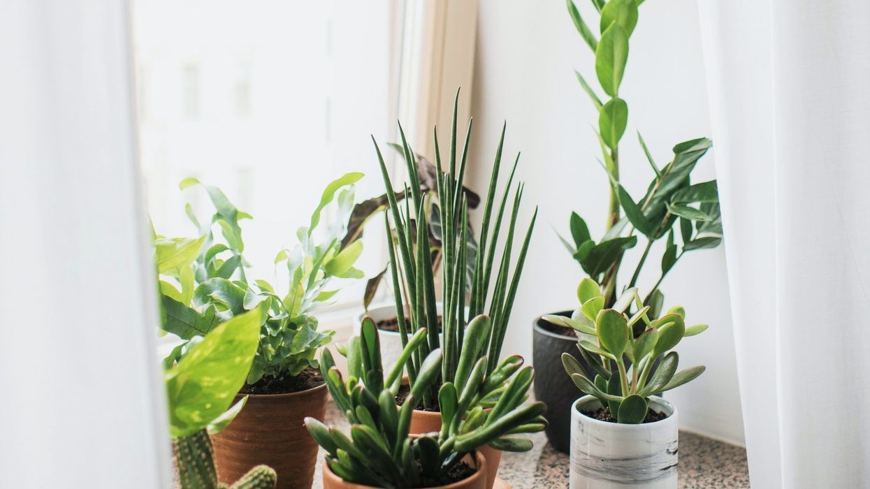House plants in property