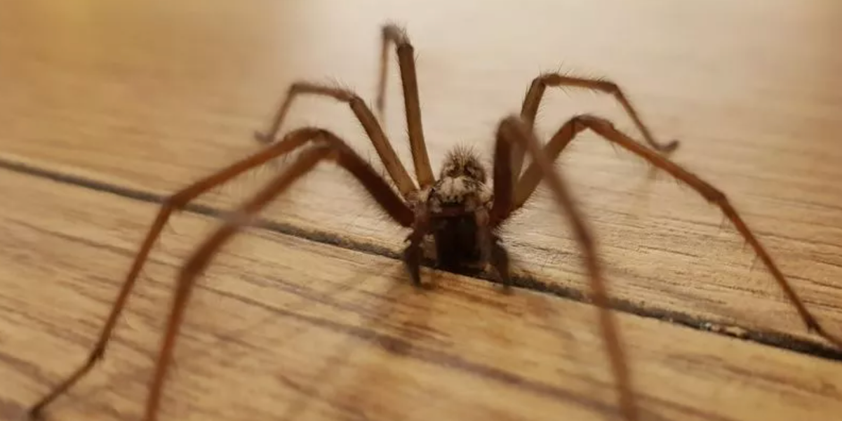 NextImg:How to deter spiders: 'Cheap and easy' ways to keep creepy-crawlies away during peak season