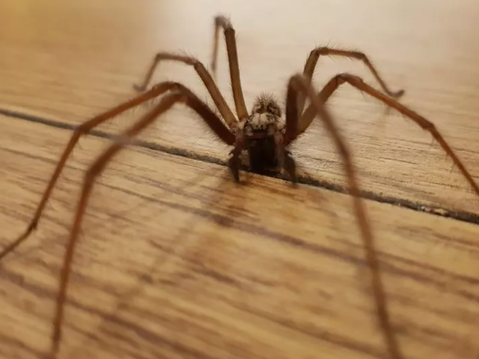 House spider in home