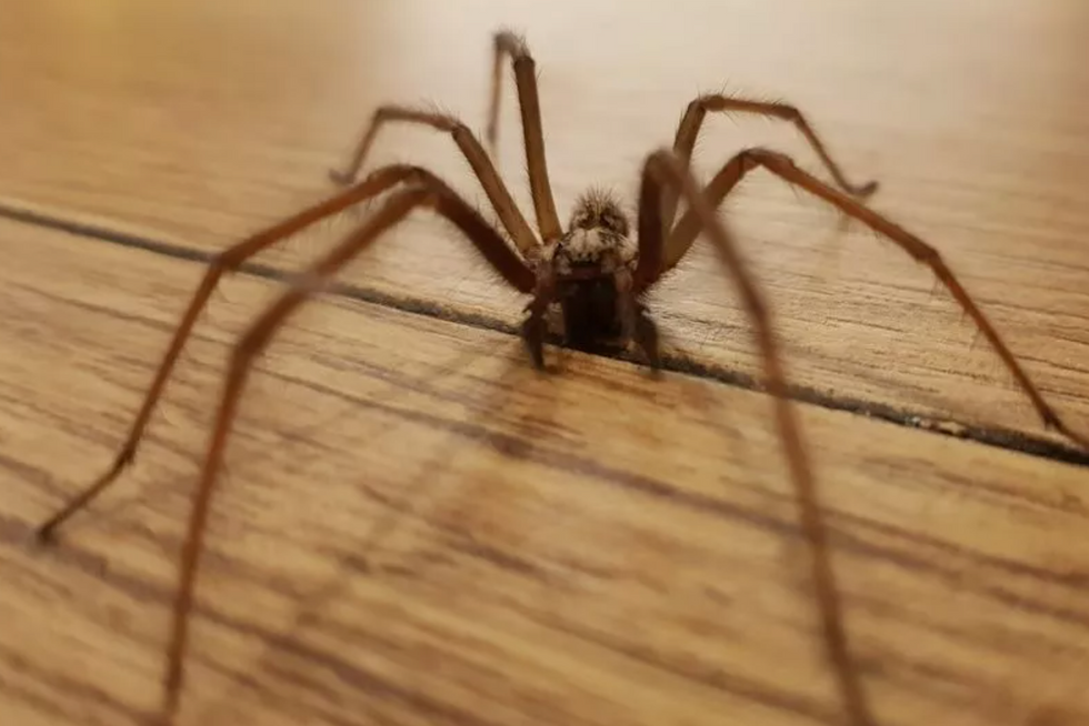 House spiders homes Britain