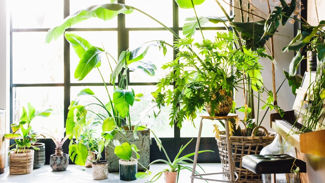 Houseplant collection