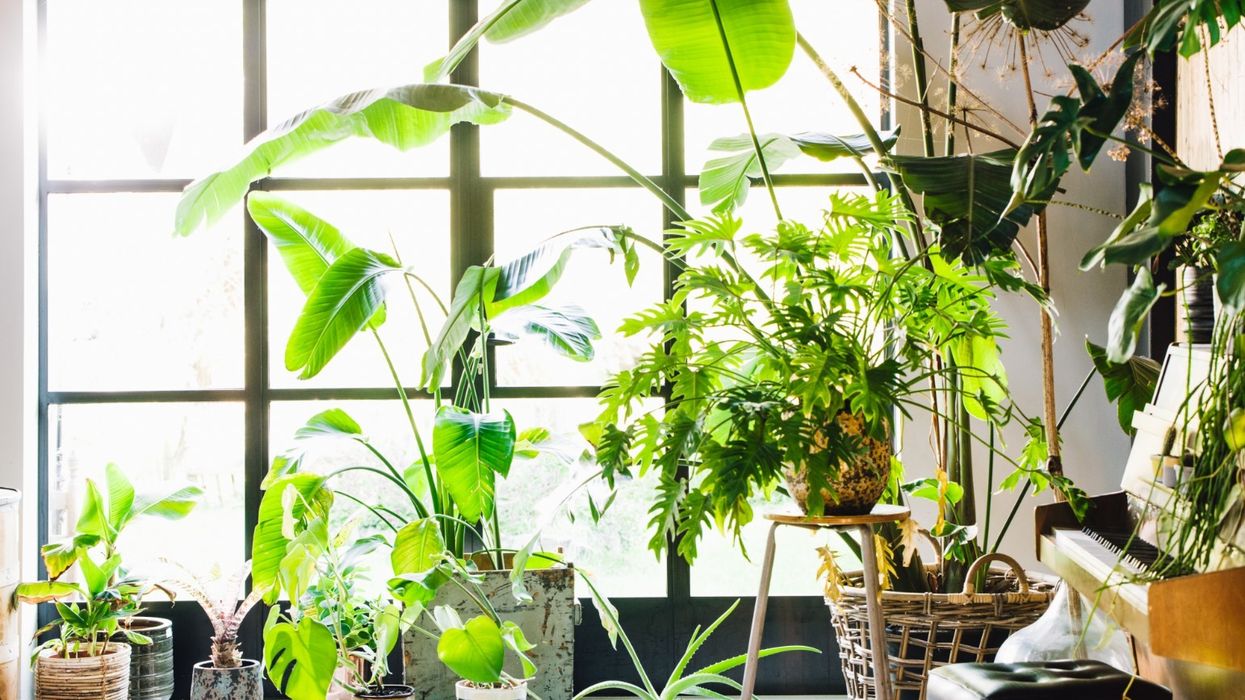 houseplant collection