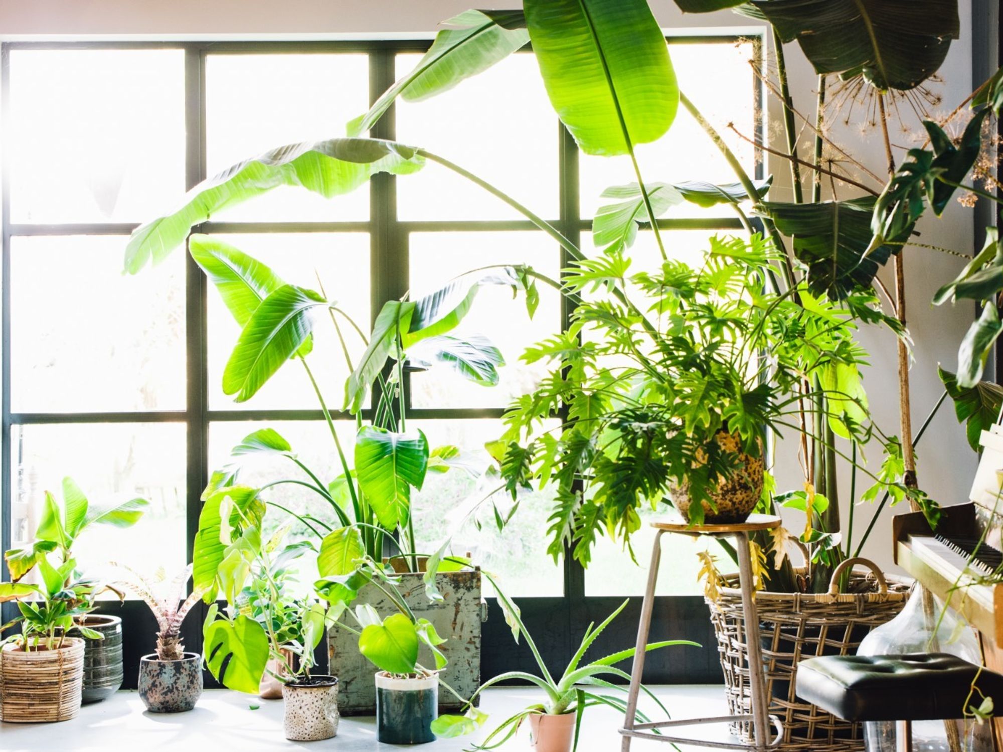 Houseplant collection