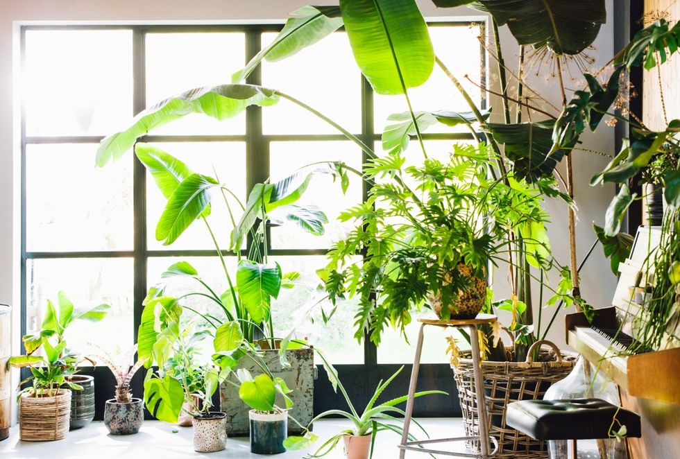 houseplant collection