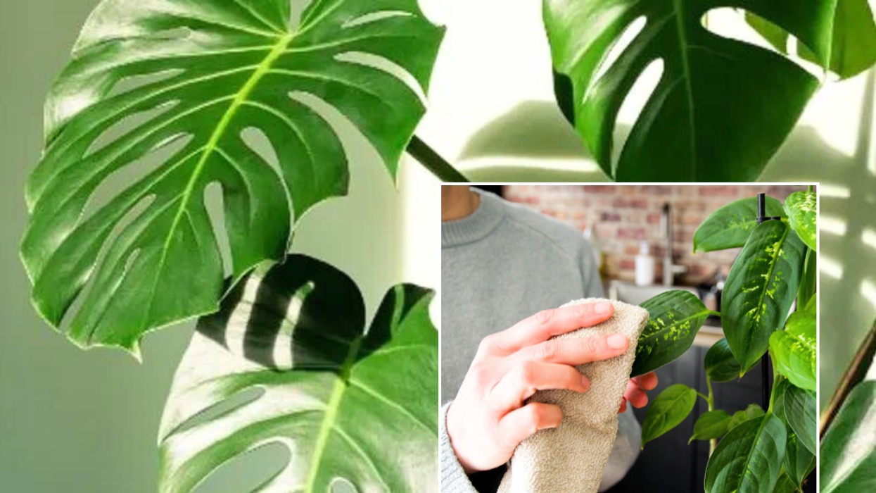 Houseplant / dusting houseplant
