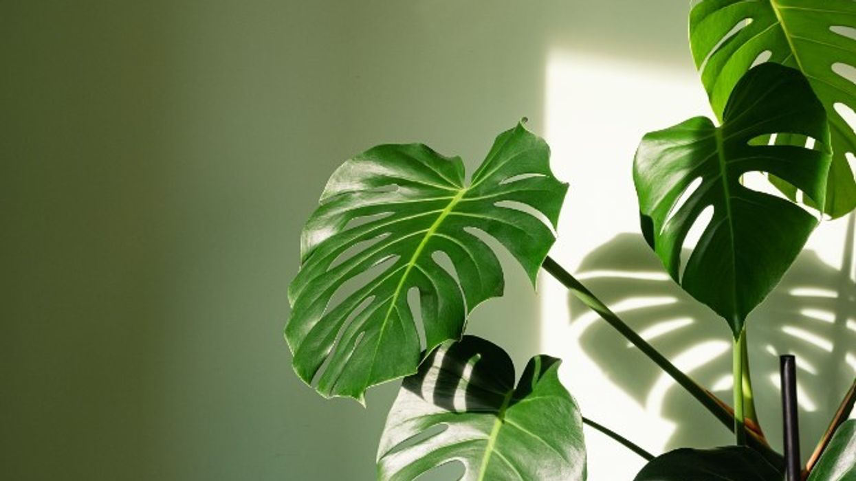 Houseplant
