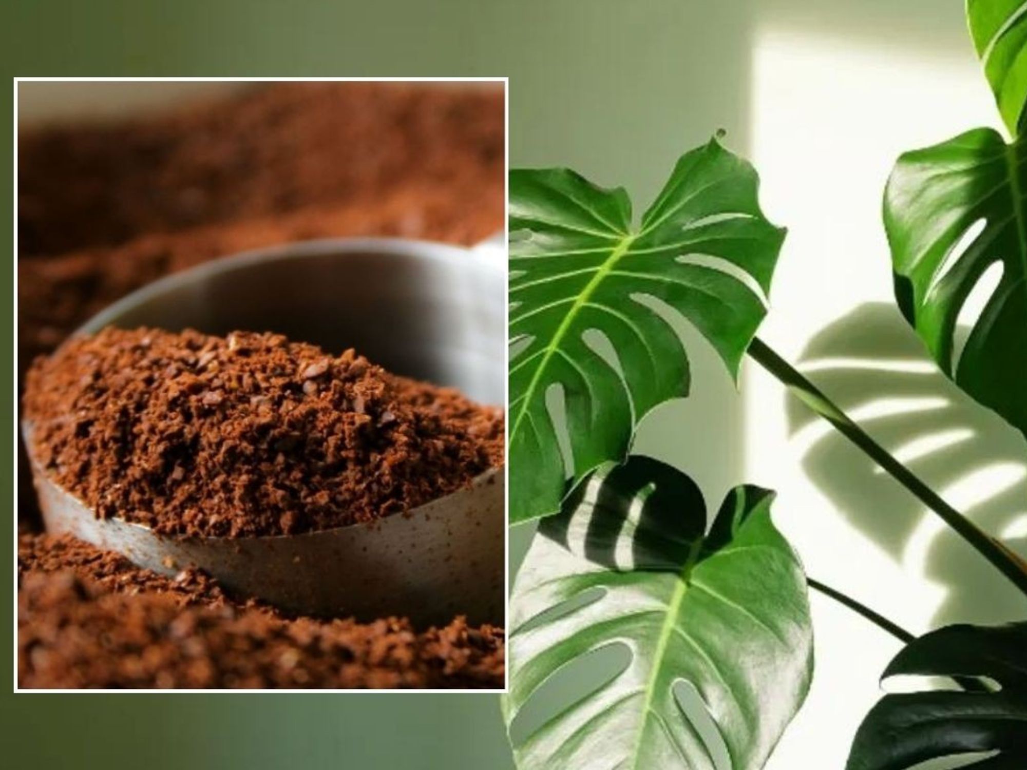 houseplants and coffee