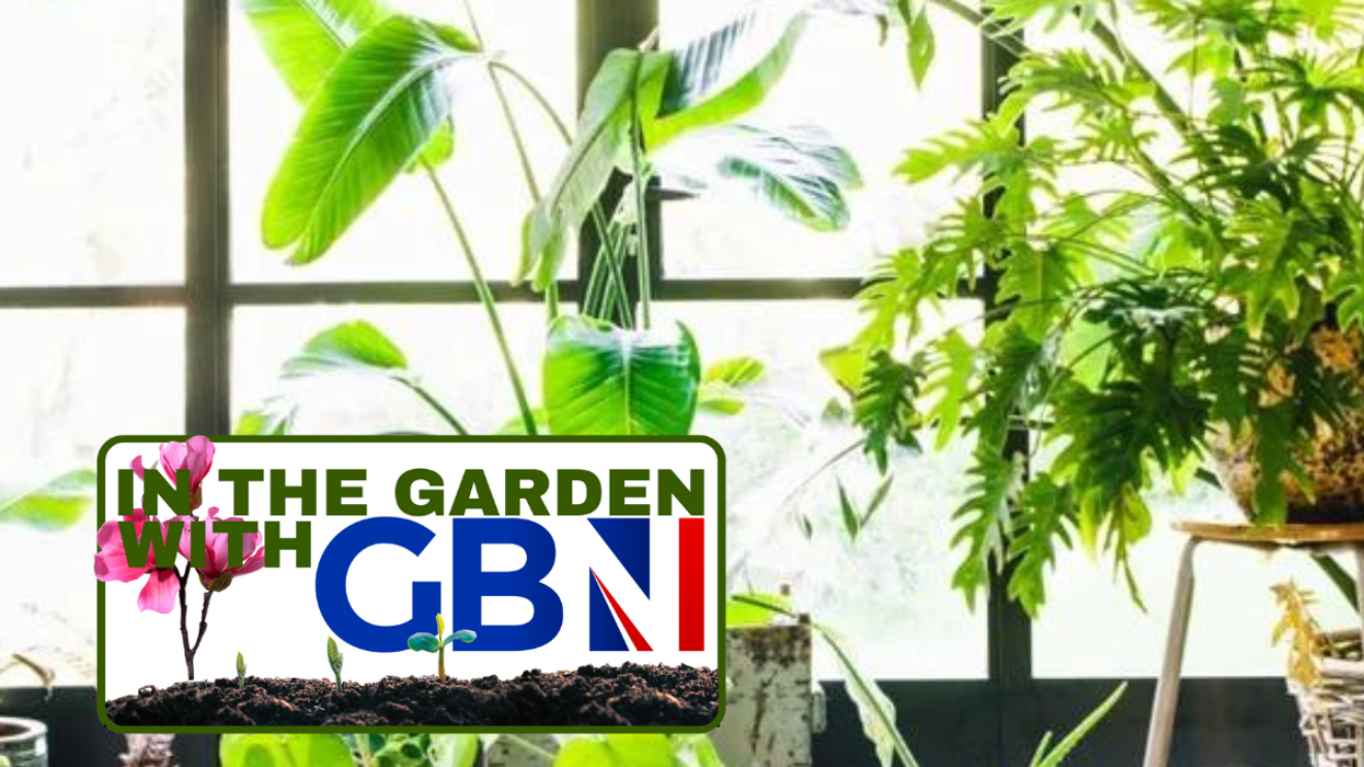 Houseplants at window
