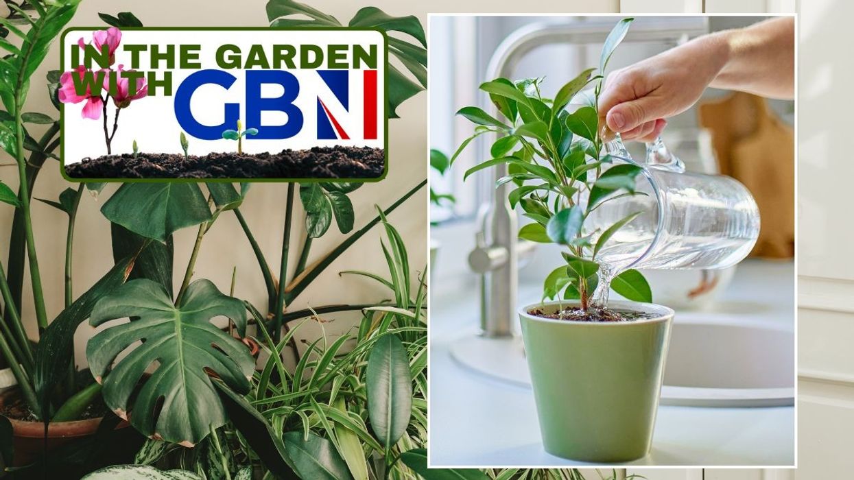 houseplants / someone watering houseplant